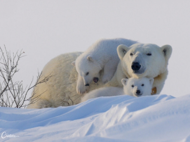 Ourse et Oursons Wapusk 1 1024x768