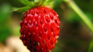 L'aventure extraordinaire des plantes voyageuses