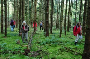 Randonnée en forêt de Fontainebleau