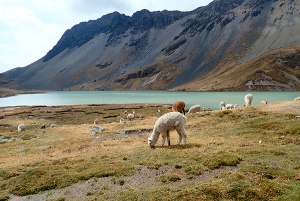 Trek au Pérou