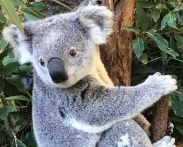 Australie