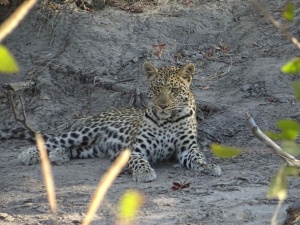 Notre aventure au Botswana
