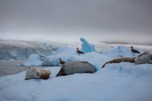Voyage en Antarctique
