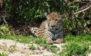 Pantanal (Brésil)