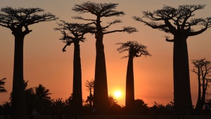 Destination Madagascar