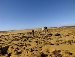 Mauritanie : traversée du désert avec un dromadaire 