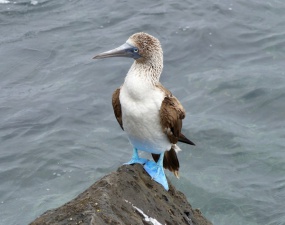 Equateur, Galapagos