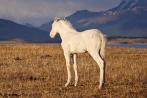 Patagonie, à la lisière du monde