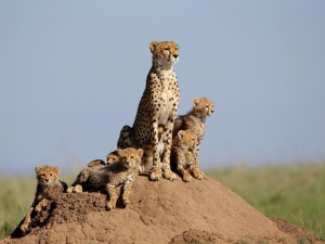 Protection de l'environnement en Namibie