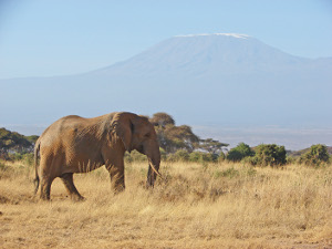 kenya web