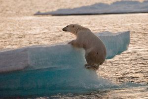 Lallee_des_glacesfest